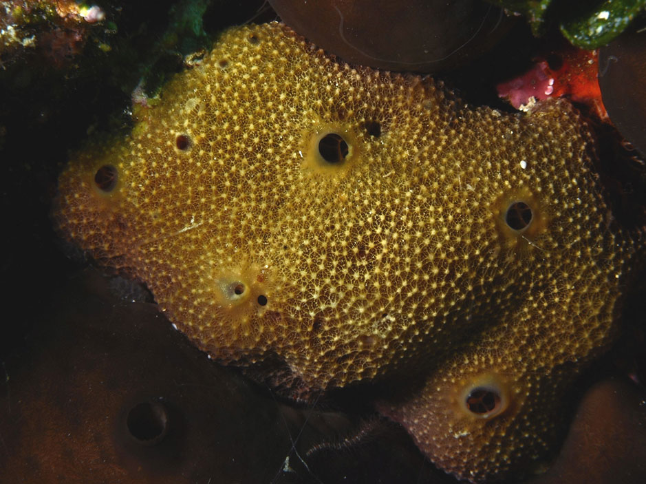 Ircinia sp. e Chondrosia reniformis